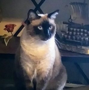 Meet your Posher, Mara